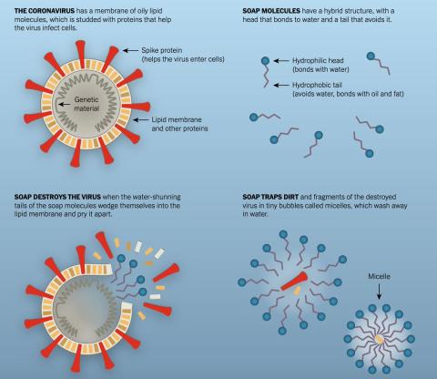 soap destroys corona virus